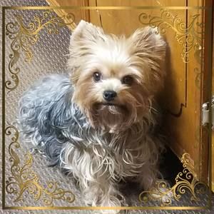 Meet your Posher, Theary